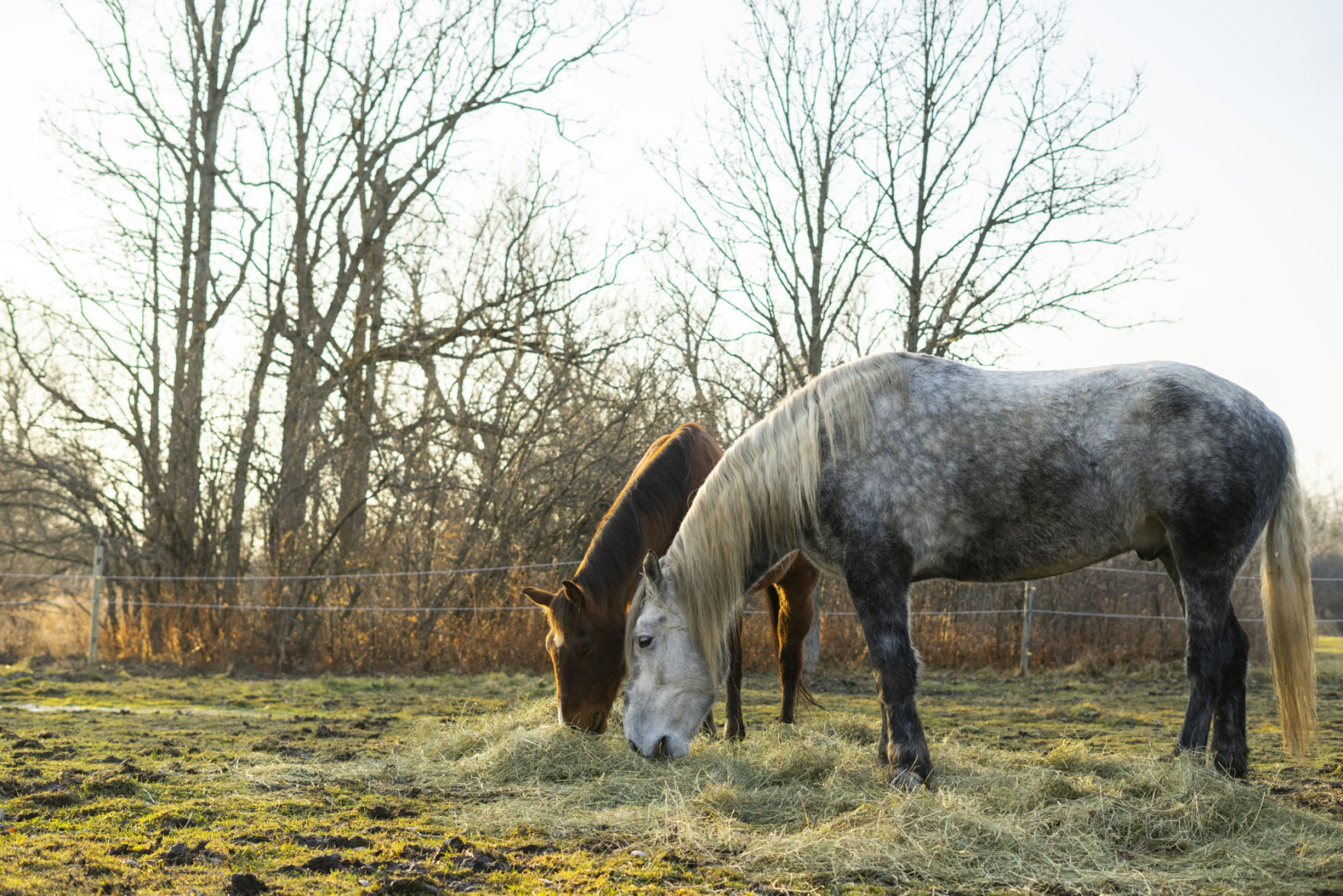 Helping hooves